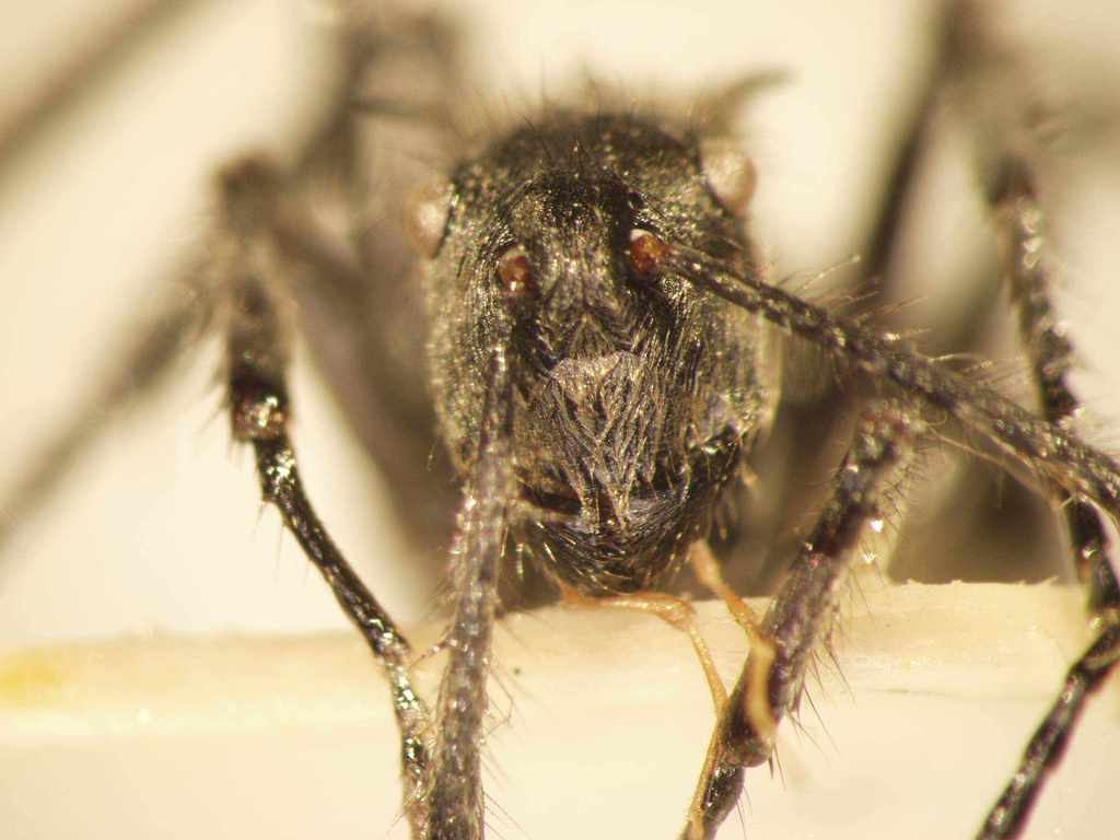 Foto Polyrhachis 19 frontal
