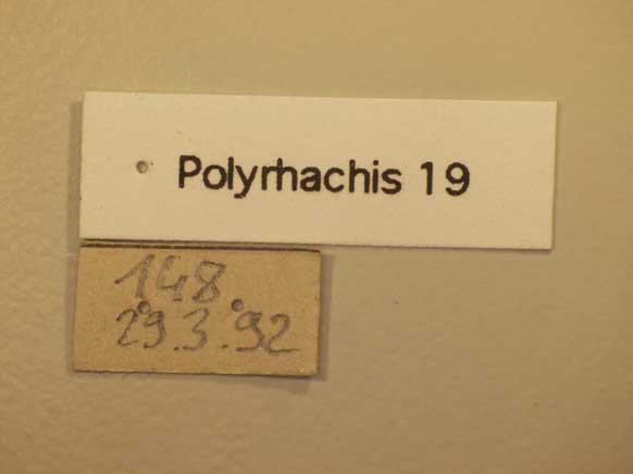 Foto Polyrhachis 19 Label