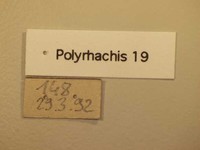 Polyrhachis 19 Label