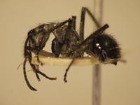 Polyrhachis 19 lateral