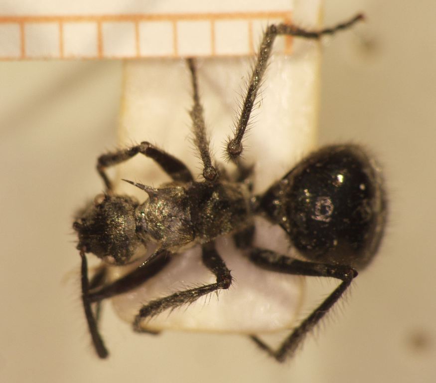 Foto Polyrhachis 19 dorsal