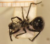 Polyrhachis 19 dorsal