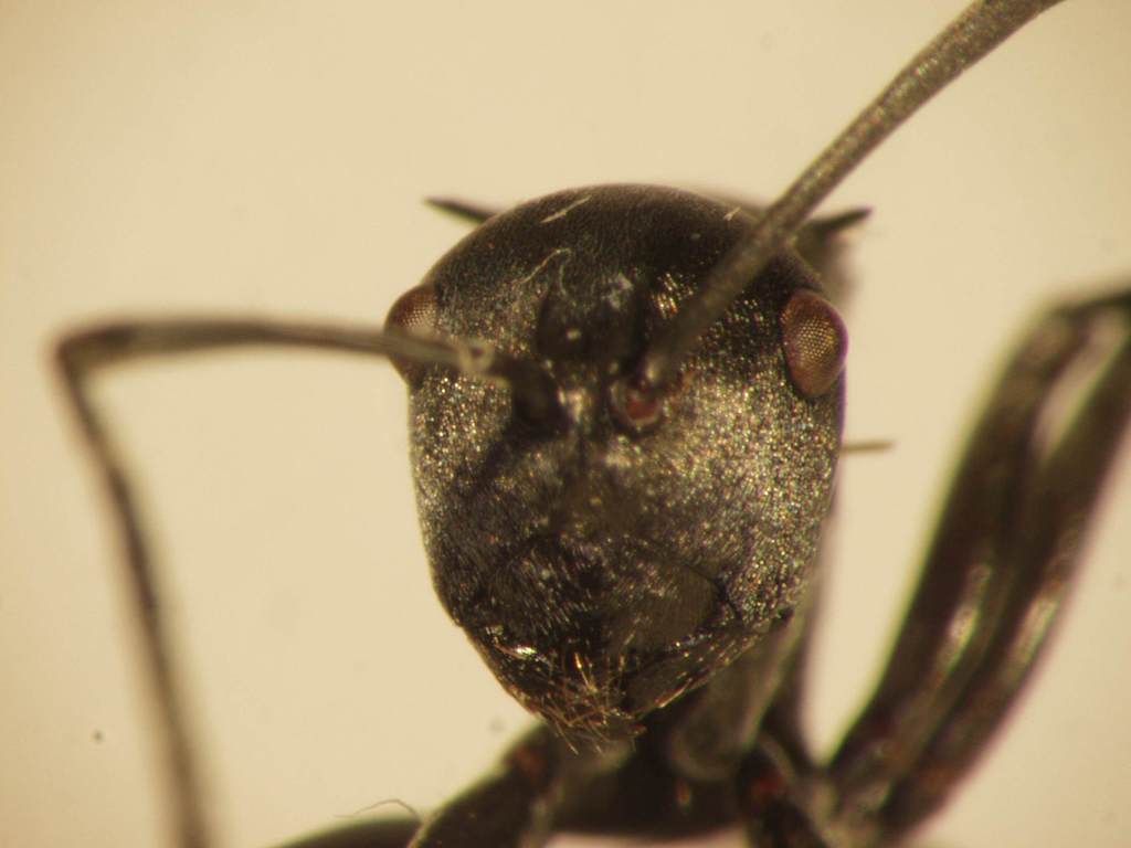 Foto Polyrhachis 2 frontal