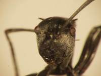 Polyrhachis 2 frontal