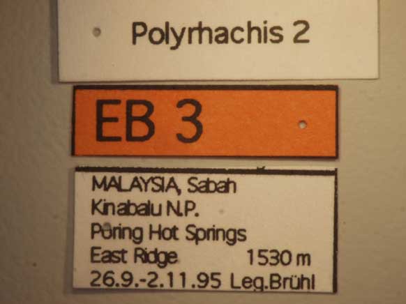 Foto Polyrhachis 2 Label