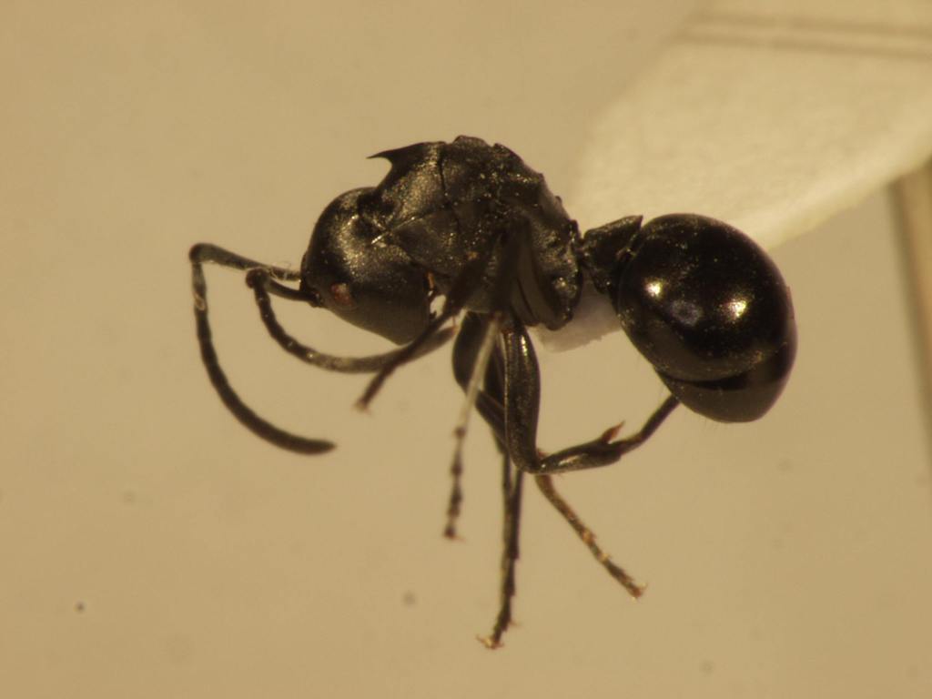 Foto Polyrhachis 2 lateral