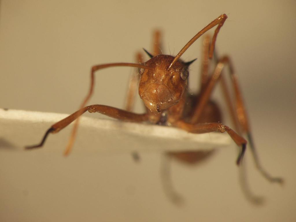 Foto Polyrhachis 4 frontal