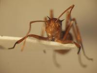 Polyrhachis 4 frontal