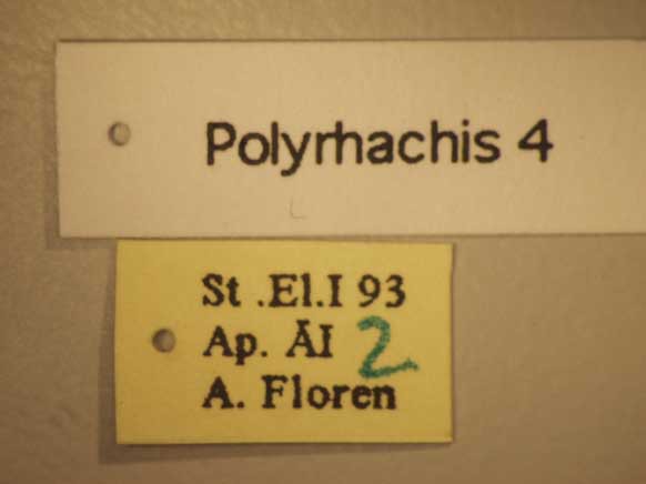Foto Polyrhachis 4 Label