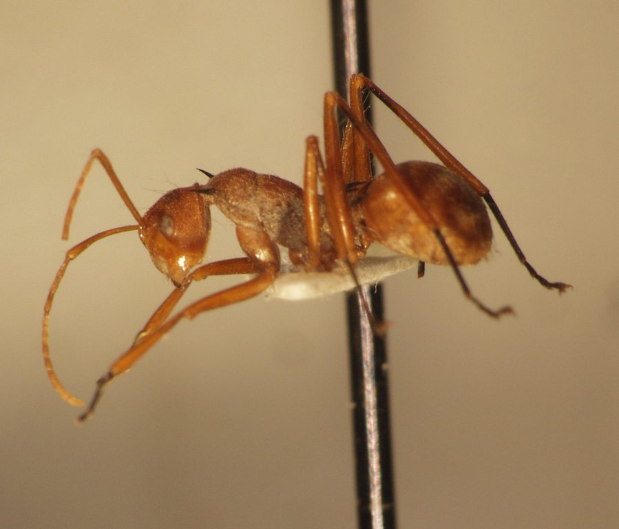 Foto Polyrhachis 4 lateral