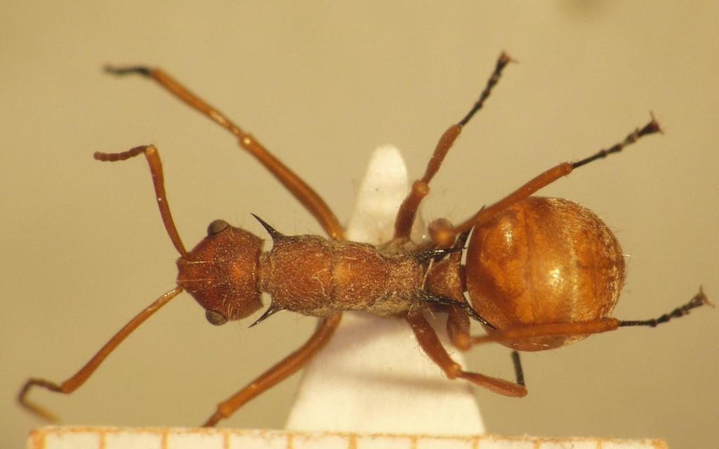 Foto Polyrhachis 4 dorsal