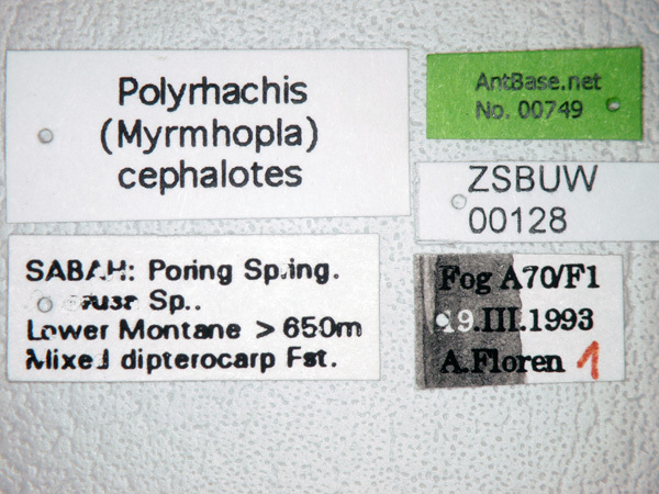 Foto Polyrhachis cephalotes Emery,1893 Label