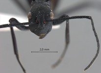 Polyrhachis hector Smith,1857 frontal