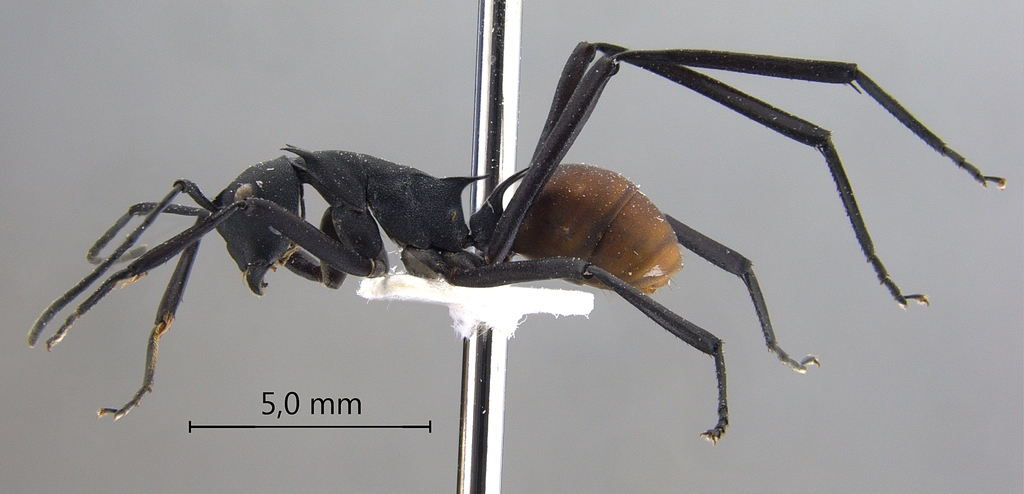 Foto Polyrhachis hector Smith,1857 lateral