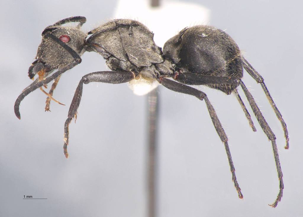 Foto Polyrhachis illaudata Walker, 1859 lateral