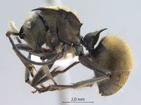 Polyrhachis illaudata Walker, 1859 lateral