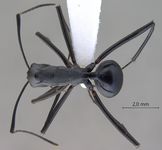 Polyrhachis muelleri Forel,1893 dorsal