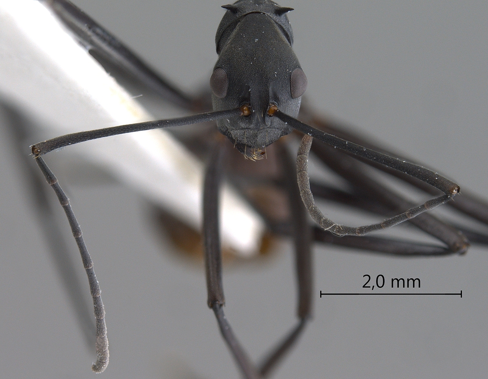 Foto Polyrhachis muelleri Forel,1893 frontal