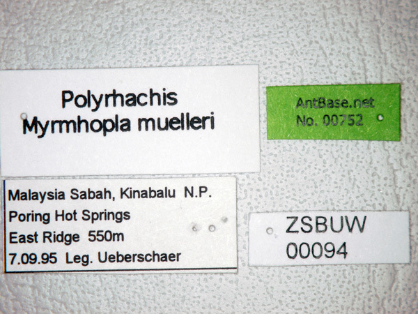 Foto Polyrhachis muelleri Forel,1893 Label