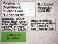 Polyrhachis muelleri Forel,1893 Label