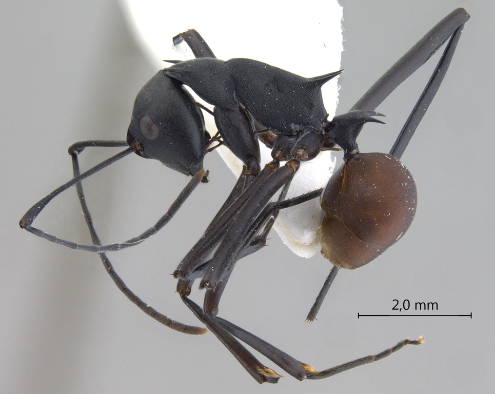 Foto Polyrhachis muelleri Forel,1893 lateral