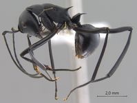 Polyrhachis muelleri Forel,1893 lateral