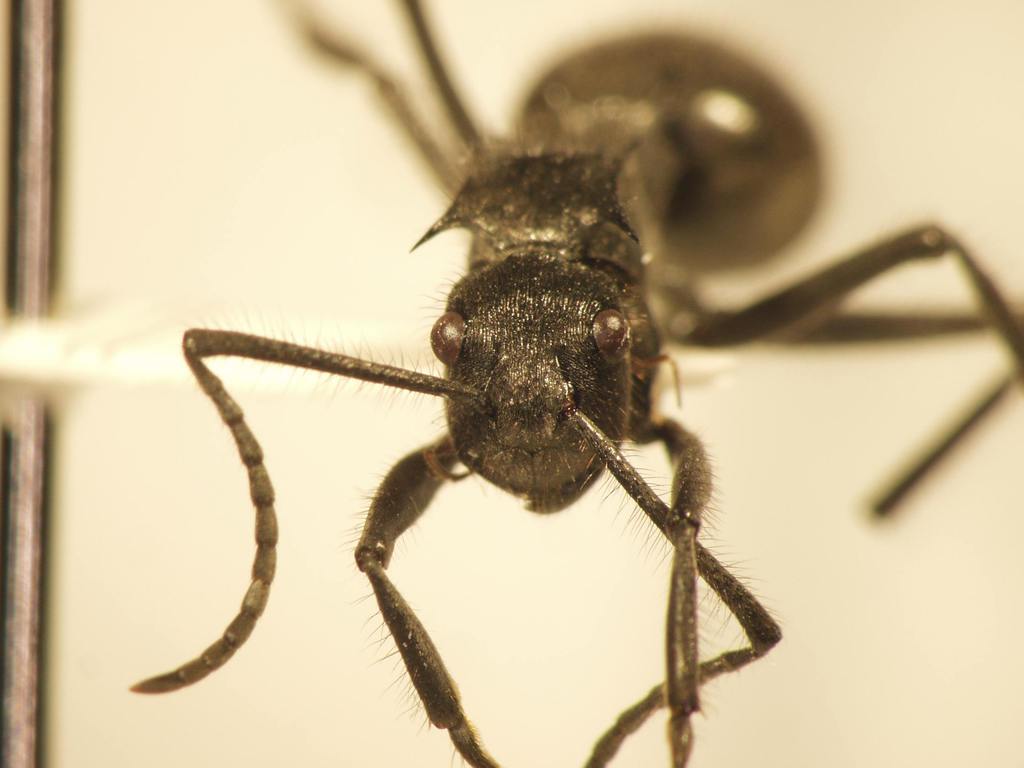 Foto Polyrhachis 7 frontal