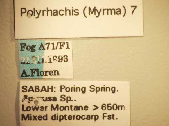 Foto Polyrhachis 7 Label