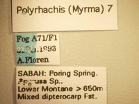 Polyrhachis 7 Label