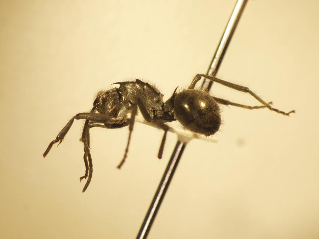 Foto Polyrhachis 7 lateral