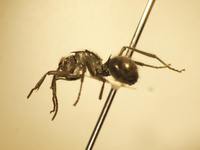 Polyrhachis 7 lateral