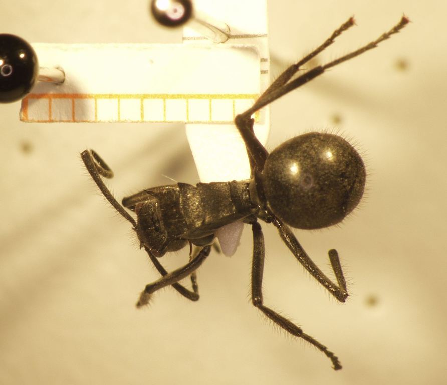 Foto Polyrhachis 7 dorsal