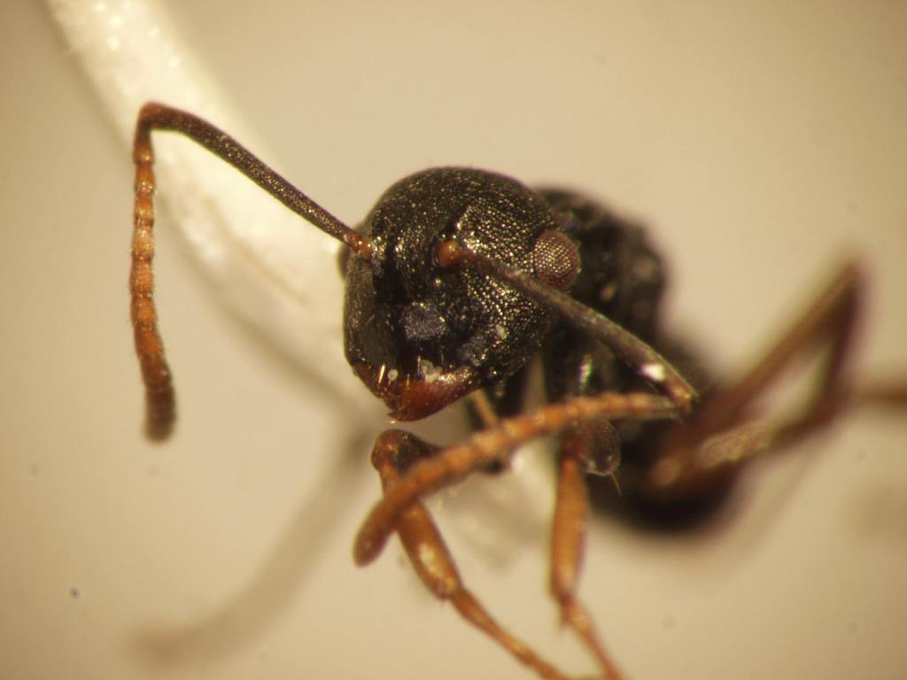 Foto Polyrhachis fruhstorferi Emery,1898 frontal