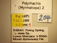 Polyrhachis fruhstorferi Emery,1898 Label