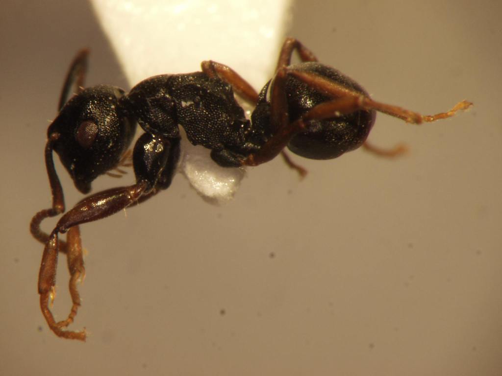Foto Polyrhachis fruhstorferi Emery,1898 lateral