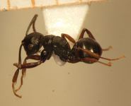 Polyrhachis fruhstorferi Emery,1898 dorsal