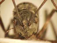 Polyrhachis 10 frontal