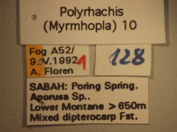 Foto Polyrhachis 10 Label