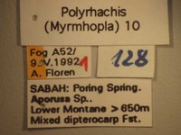 Polyrhachis 10 Label