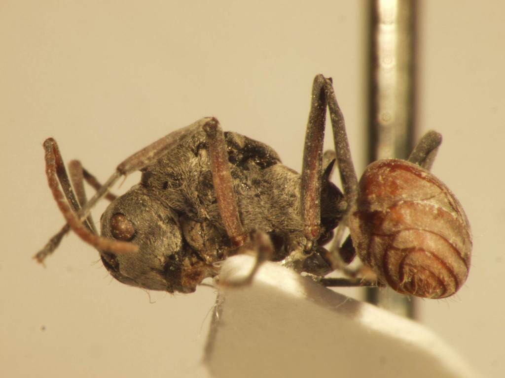 Foto Polyrhachis 10 lateral