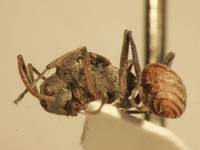 Polyrhachis 10 lateral