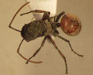 Polyrhachis 10 dorsal