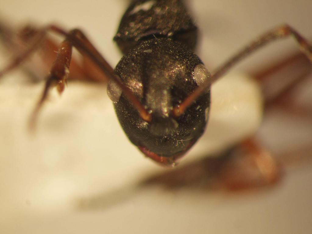Foto Polyrhachis 12 frontal