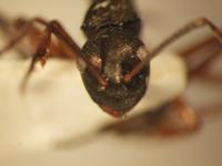 Polyrhachis 12 frontal