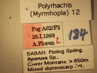 Polyrhachis 12 Label
