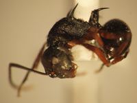 Polyrhachis 12 lateral