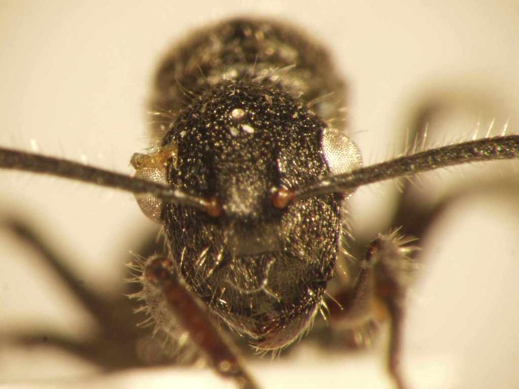 Foto Polyrhachis 8 frontal