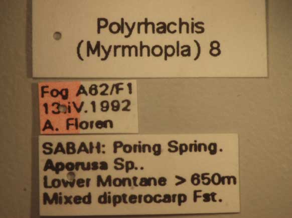 Foto Polyrhachis 8 Label