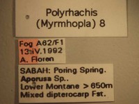 Polyrhachis 8 Label