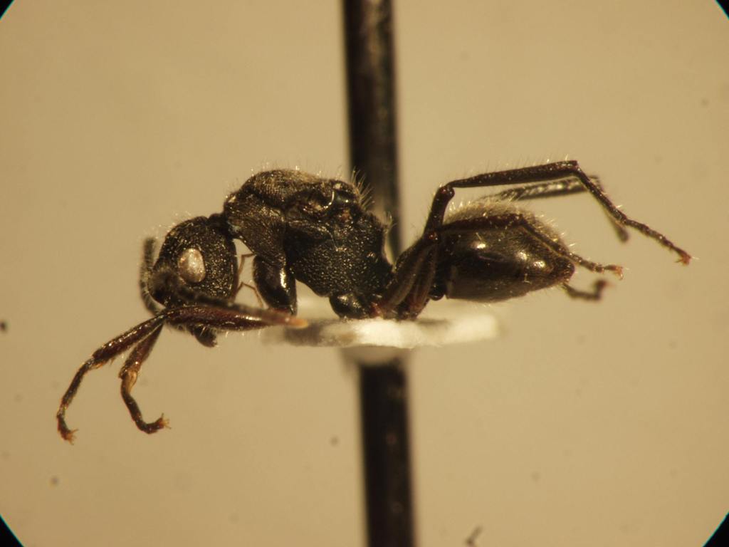 Foto Polyrhachis 8 lateral